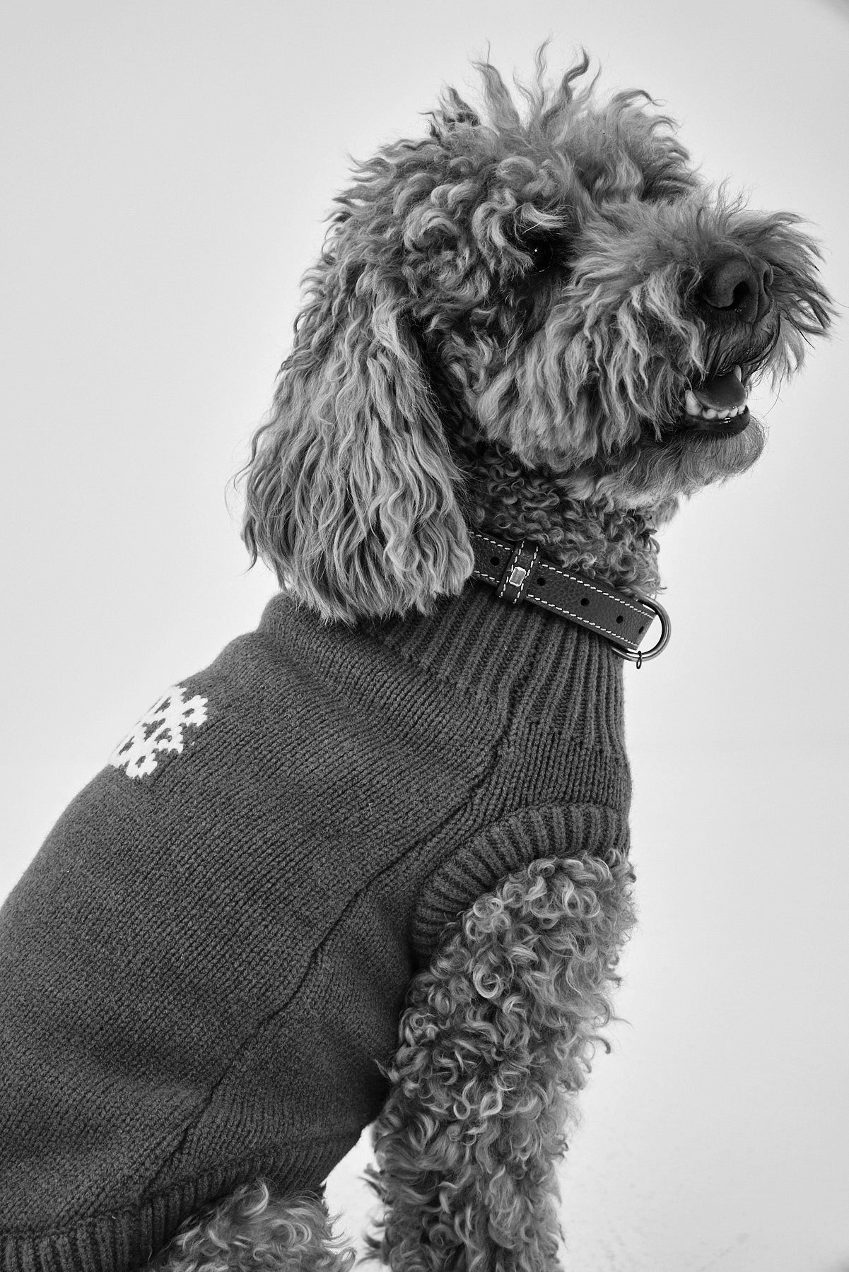 Mini Me Dog Intarsia Jumper - Dé Rococo